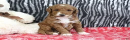 Mini Goldendoodle dogs for sale: Maggie - Ad 9