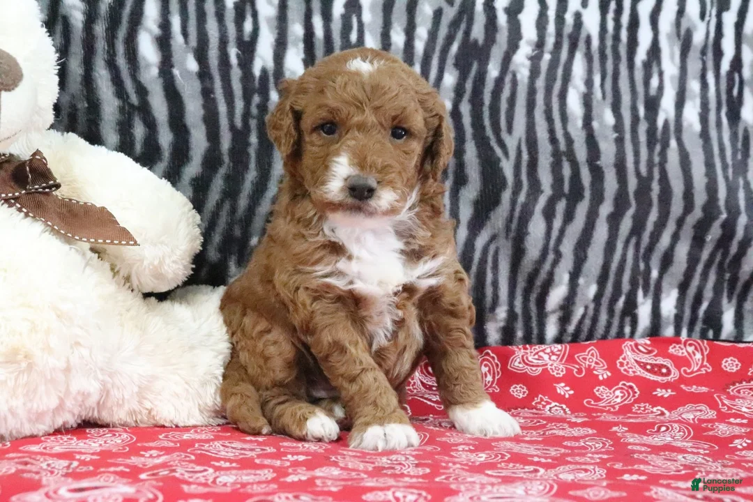 Mini Goldendoodle dogs for sale: Maggie - Ad 9