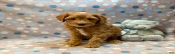 Cavapoo dogs for sale: Grover - Ad 3