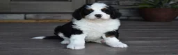 Mini Bernedoodle dogs for sale: Jazzie - Ad 12