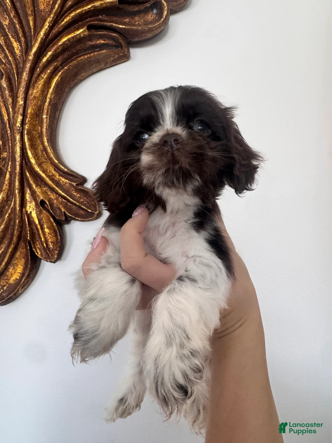 Cocker Spaniel dogs for sale: Mocha  - Ad 3