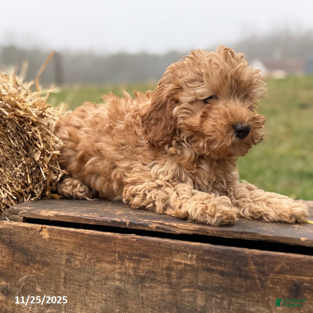 Irish Doodle dogs for sale: Frank  - Ad 10
