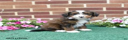 Sheltiedoodle dogs for sale: Willow - Ad 3