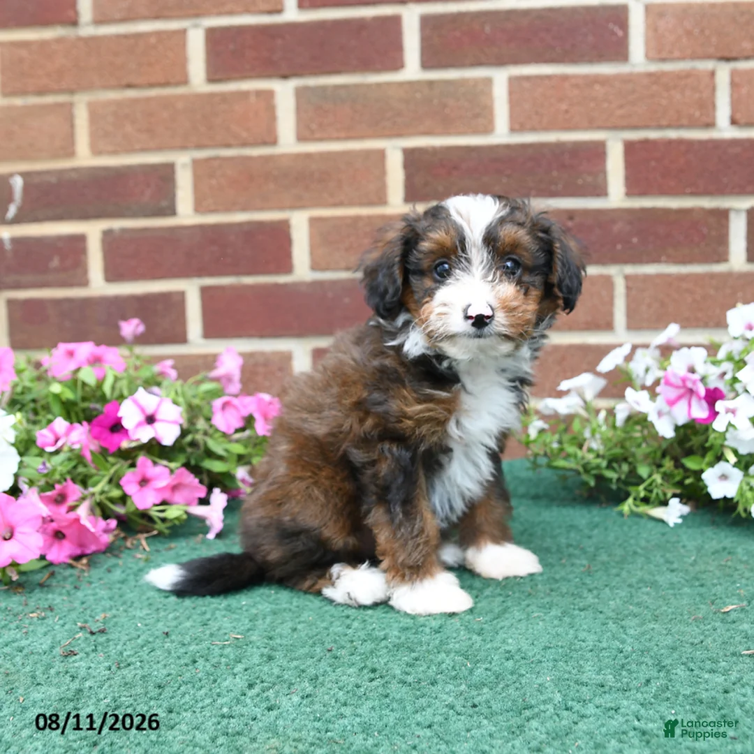 Sheltiedoodle dogs for sale: Willow - Ad 3