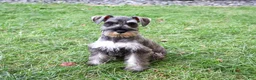 Miniature Schnauzer dogs for sale: Autumn - Ad 4