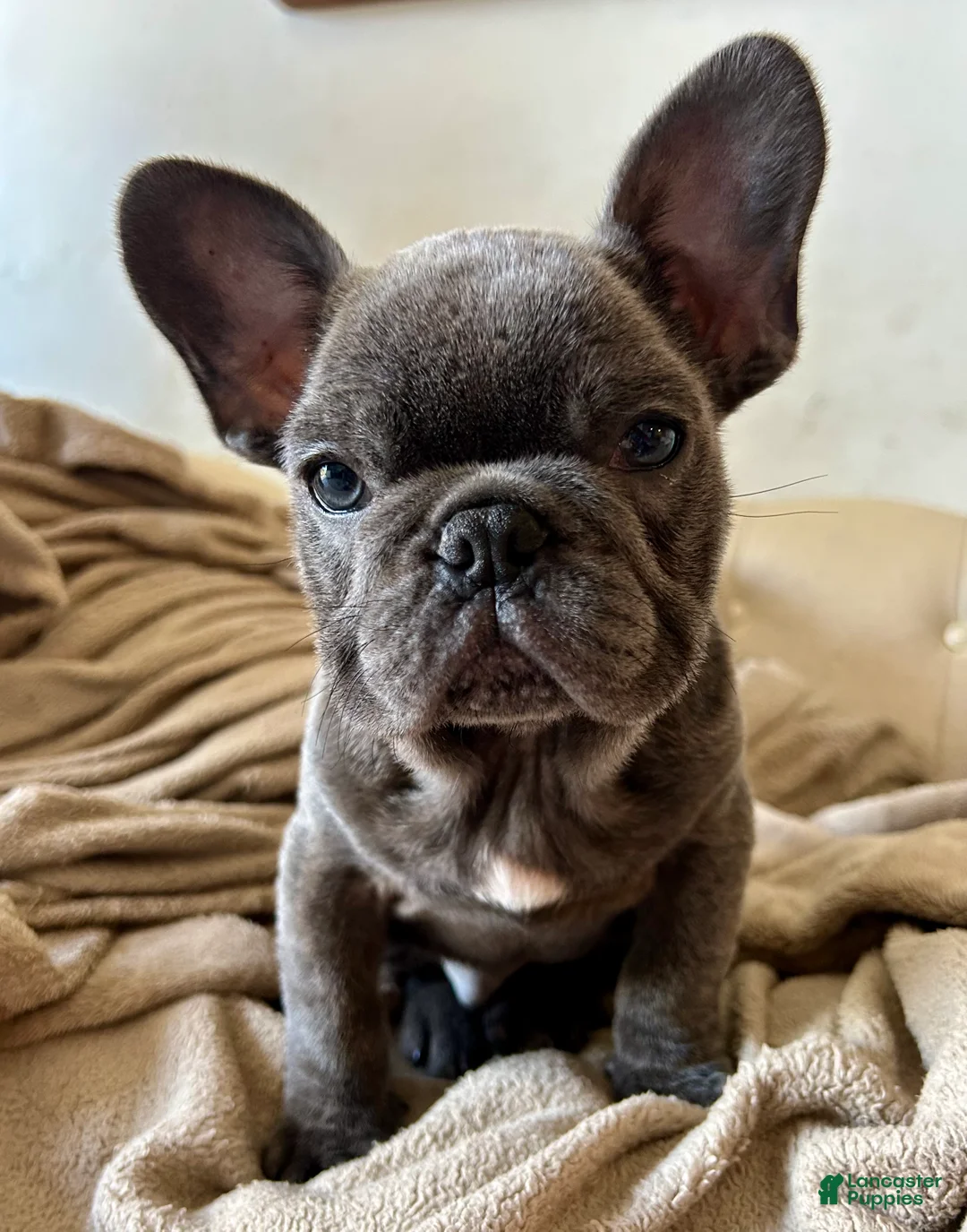 French Bulldog dogs for sale: King - Ad 2