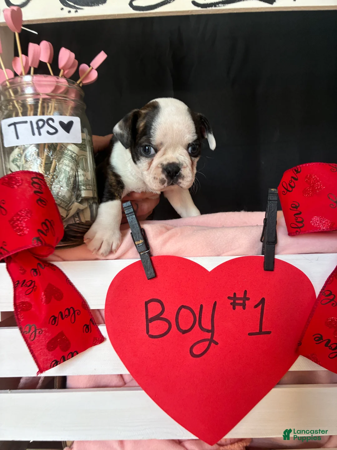 Boston Terrier dogs for sale: Boston Terrier Puppy 1 - Ad 10