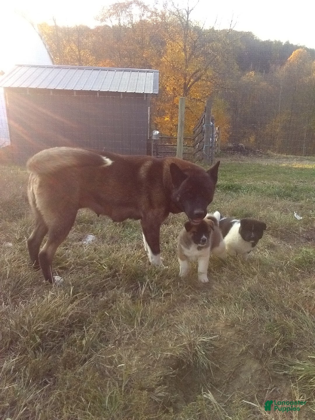 Akita dogs for sale: Corrine - Ad 4