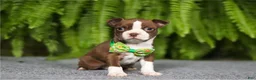Boston Terrier dogs for sale: Noland - Ad 2