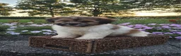 Teddy Bear dogs for sale: Casey - Ad 8
