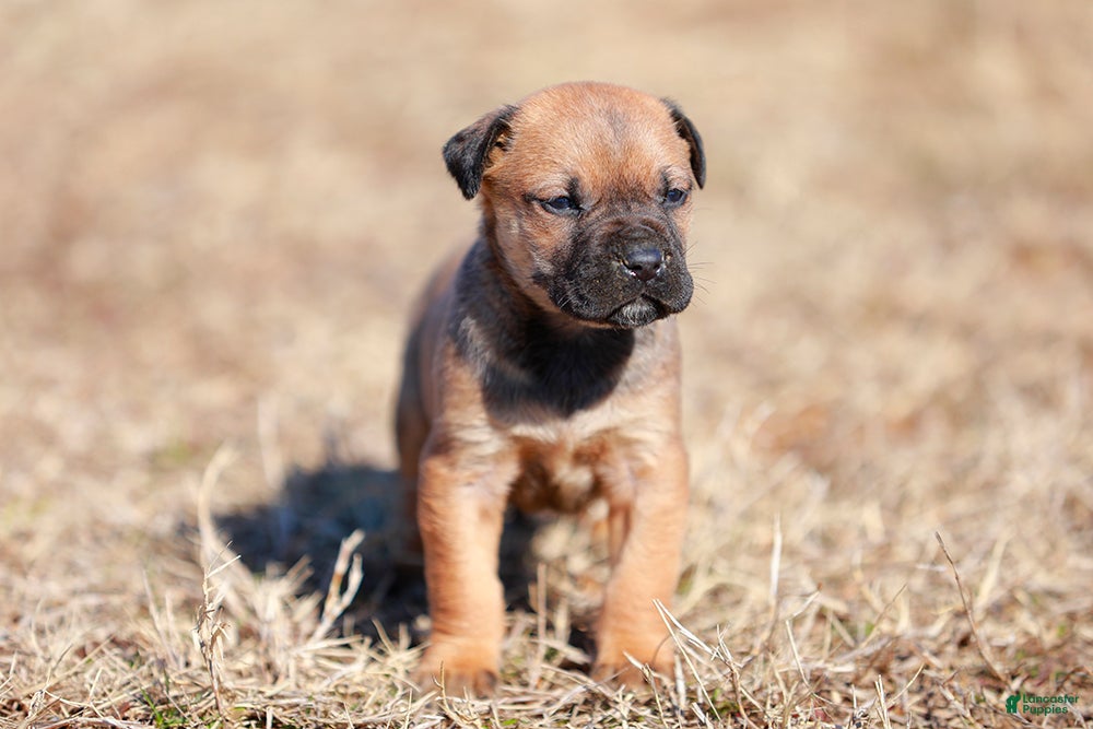 Mixed Breed dogs Falcon - European Doberdane - Ad 7