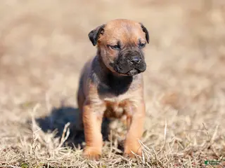 Mixed Breed dogs Falcon - European Doberdane - Ad 7