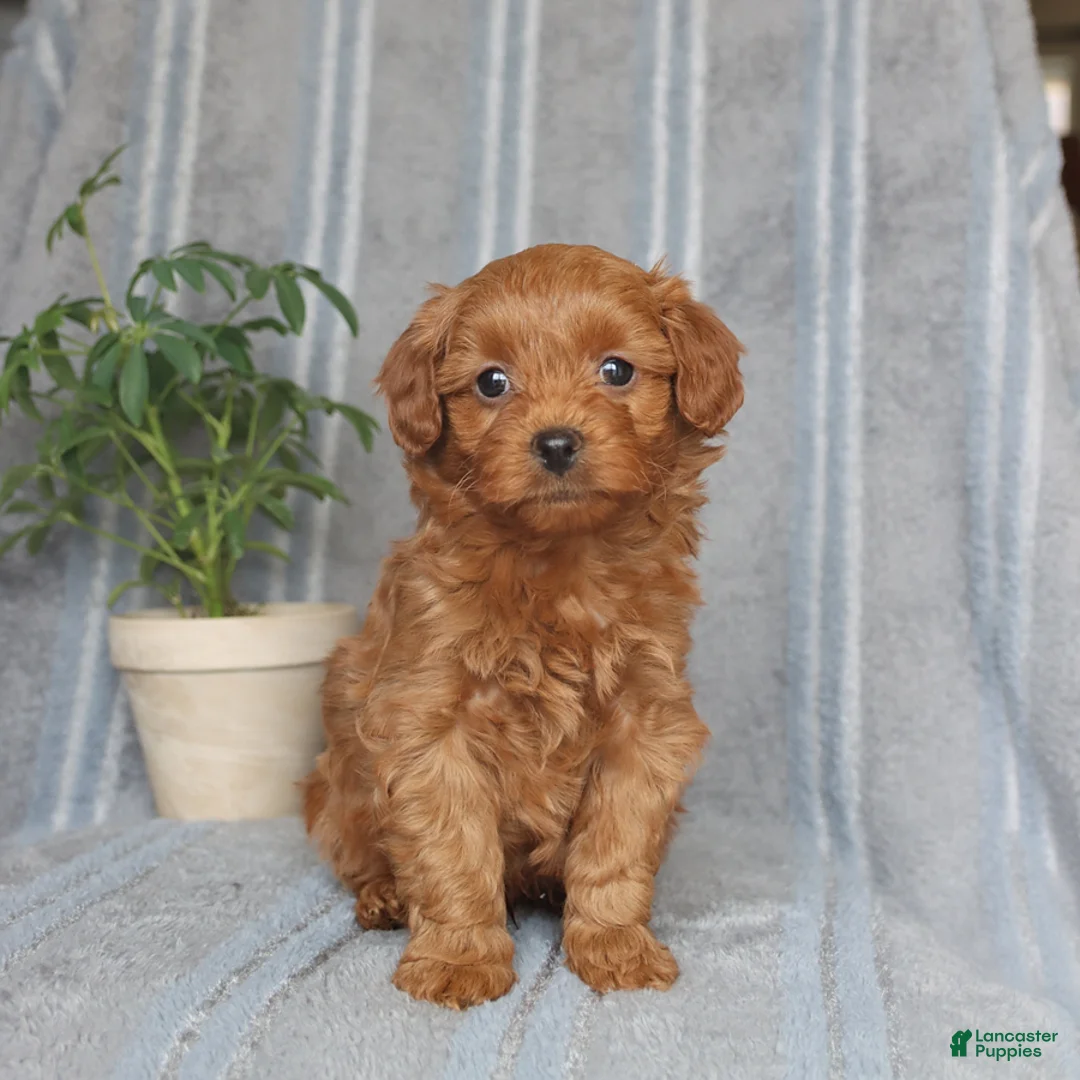 Mixed Breed dogs for sale: Asher - Ad 2