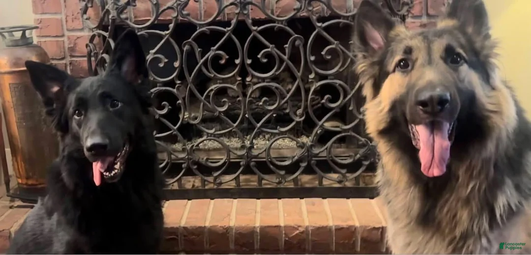 German Shepherd dogs for sale: Shiloh Shepherd - Winter - Ad 2