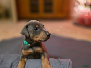 Doberman Pinscher dogs Doberman Pinscher Puppy 7 - Ad 28