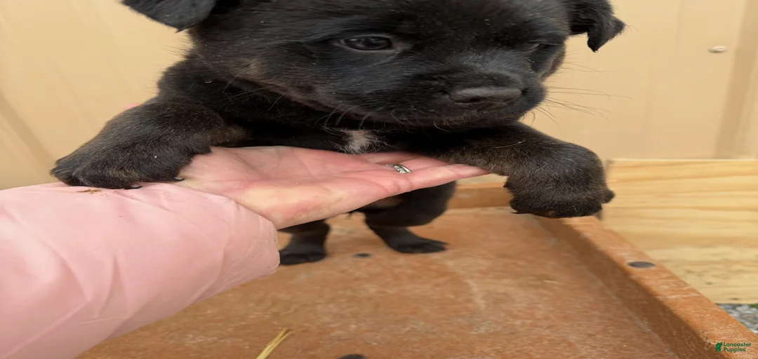 Gallery Image {{count}}