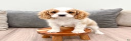 Cavalier King Charles Spaniel dogs for sale: Leo - Ad 2