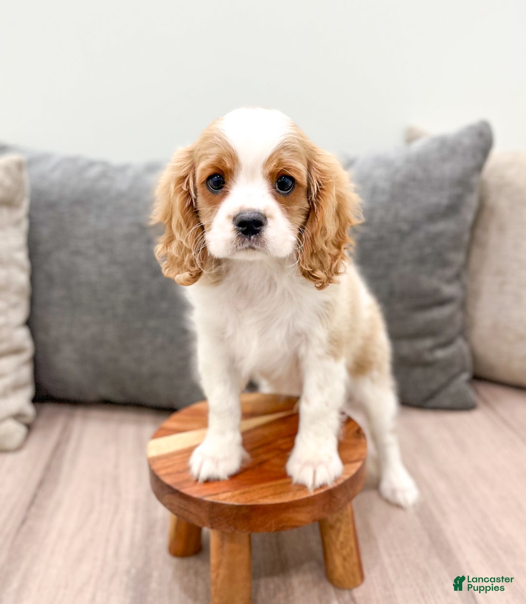 Cavalier King Charles Spaniel dogs for sale: Leo - Ad 2