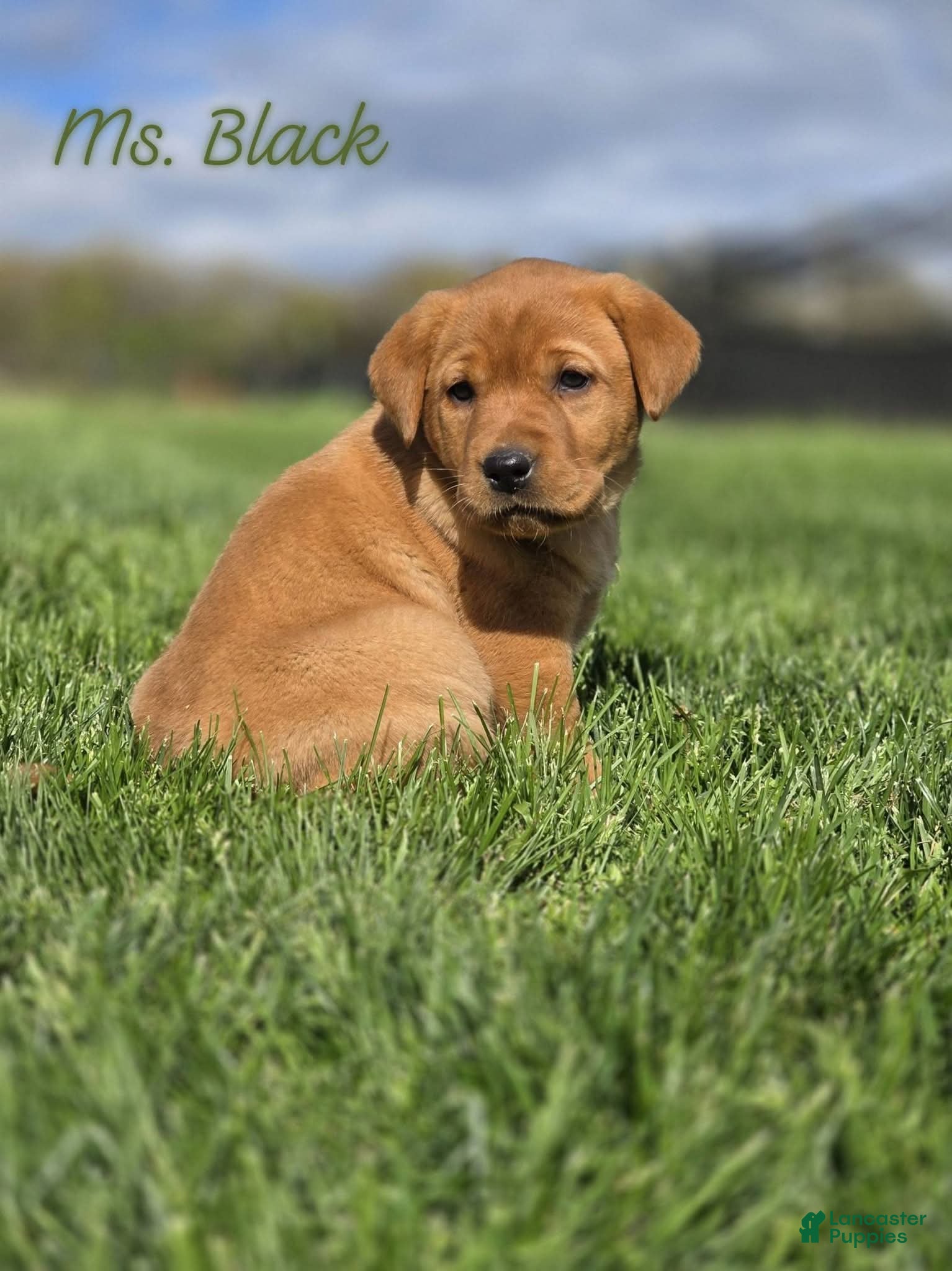 Labrador Retriever dogs Labrador Retriever Puppy 2 - Ad 40