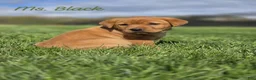 Labrador Retriever dogs for sale: Labrador Retriever Puppy 2 - Ad 1