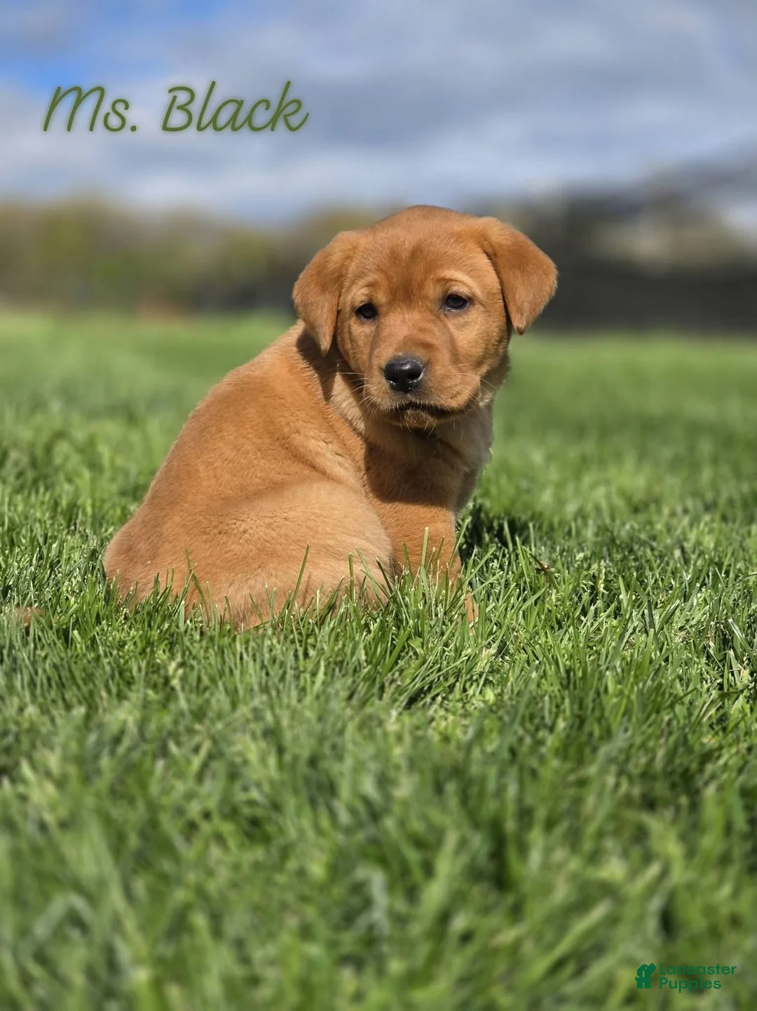 Labrador Retriever dogs for sale: Labrador Retriever Puppy 2 - Ad 1