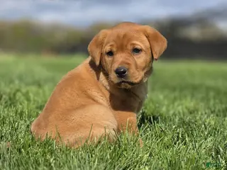 Labrador Retriever dogs Labrador Retriever Puppy 2 - Ad 40