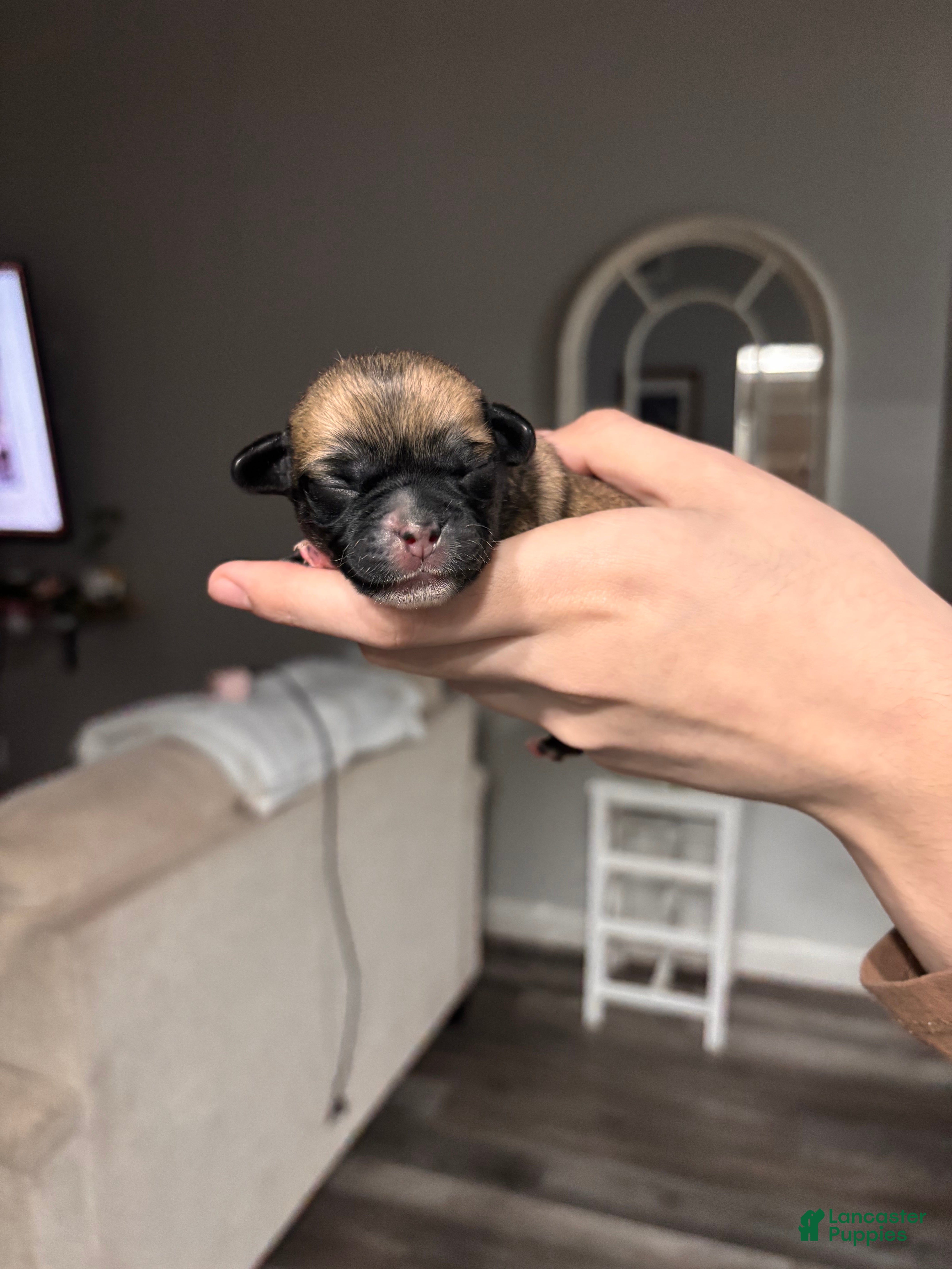 Mixed Breed dogs Mixed Breed Puppy 2 - Ad 10