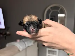 Mixed Breed dogs Mixed Breed Puppy 2 - Ad 10