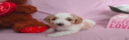Cavapoo dogs for sale: Waffles - Ad 1
