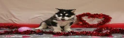 Alaskan Malamute dogs for sale: Shadow - Ad 5