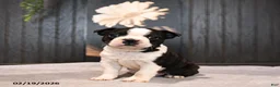 Boston Terrier dogs for sale: Patches - Ad 1