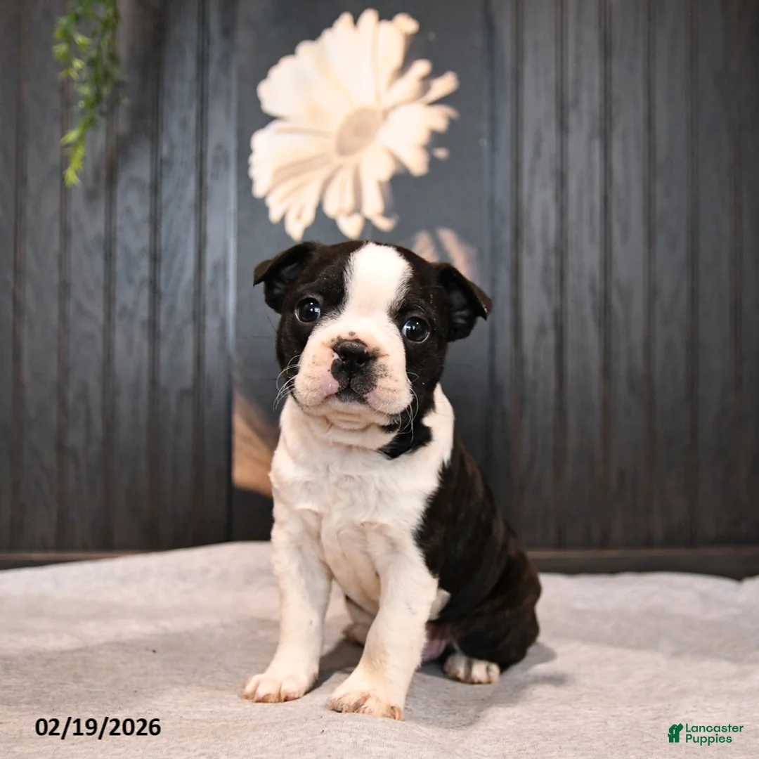Boston Terrier dogs for sale: Patches - Ad 1