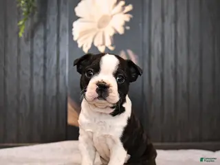 Boston Terrier dogs for sale: Patches - Ad 2