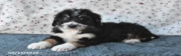 Bernedoodle dogs for sale: Boomer - Ad 8