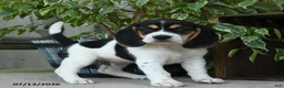 Beagle dogs for sale: Mercury - Ad 5
