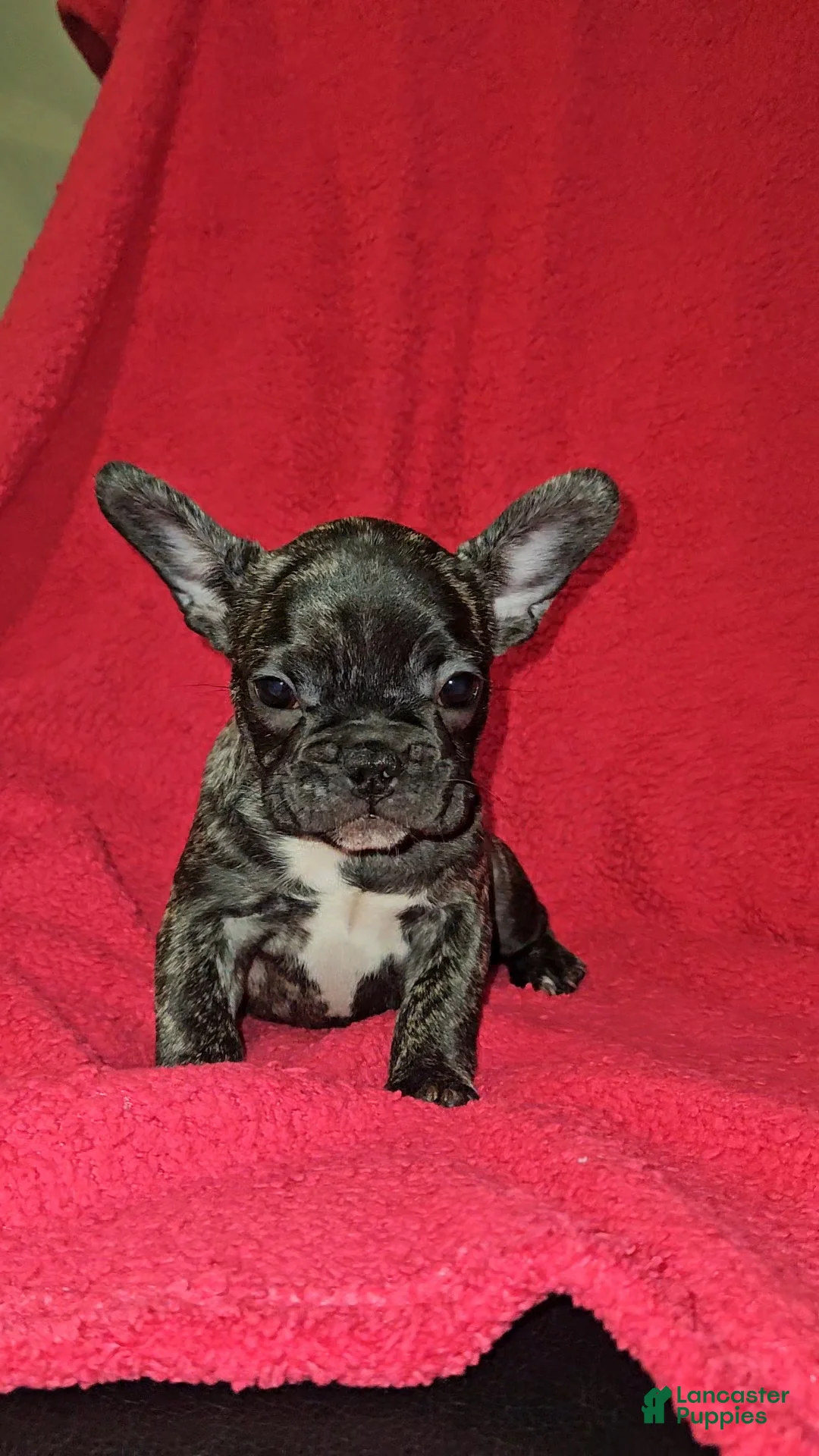 French Bulldog dogs for sale: French Bulldog Puppy 5 - Ad 2