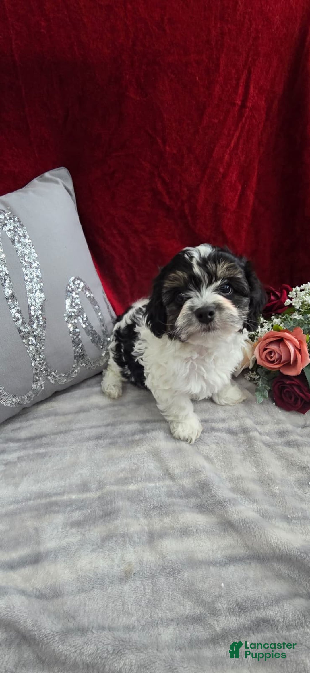 Cavapoo dogs for sale: Oreo - Ad 2