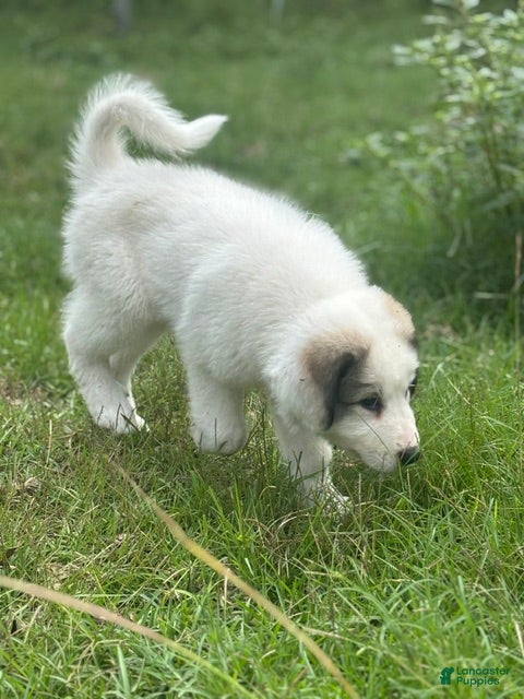 Great Pyrenees dogs HERMIONE - Ad 29