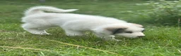 Great Pyrenees dogs for sale: HERMIONE - Ad 1