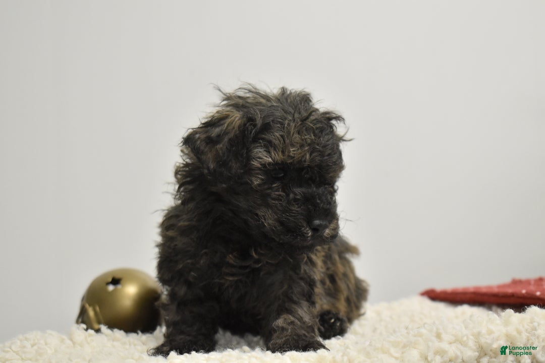 Toy Poodle dogs for sale: Brockton - Ad 3