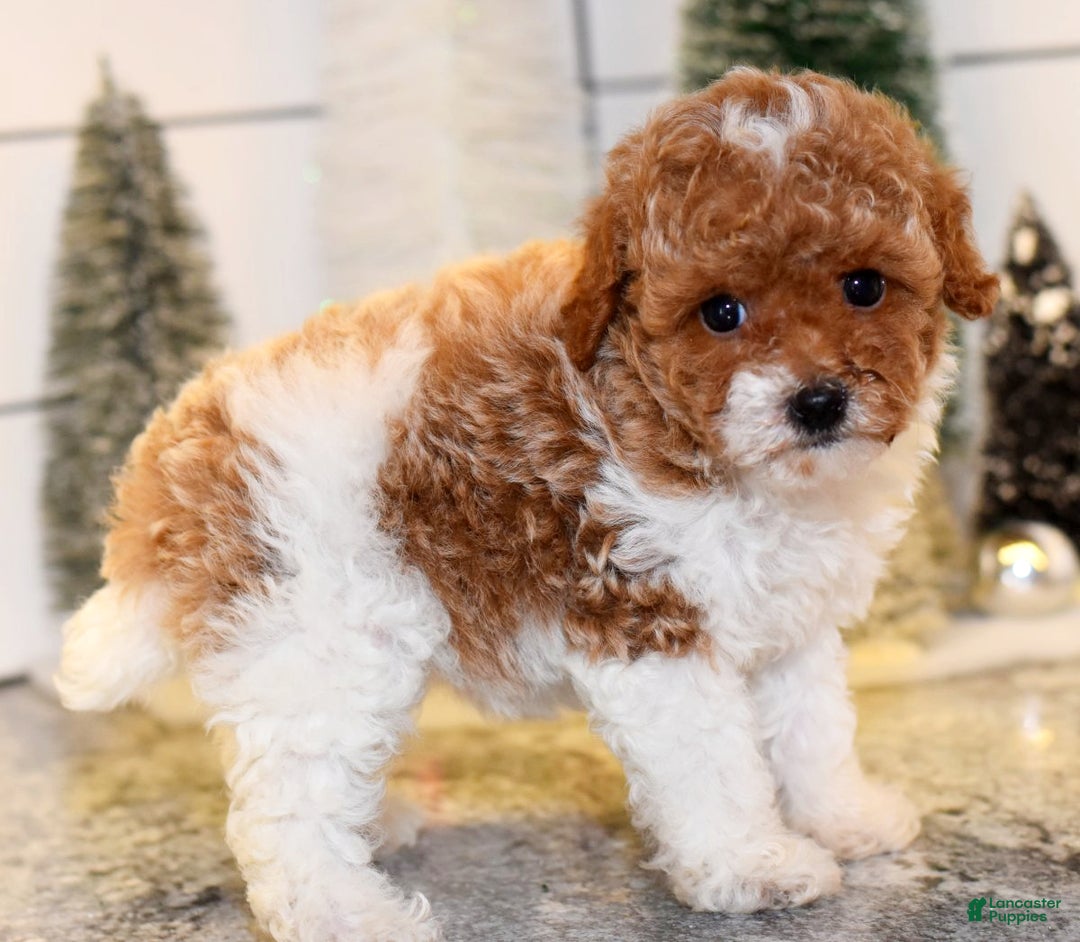 Toy Poodle dogs for sale: Queenie - Ad 6