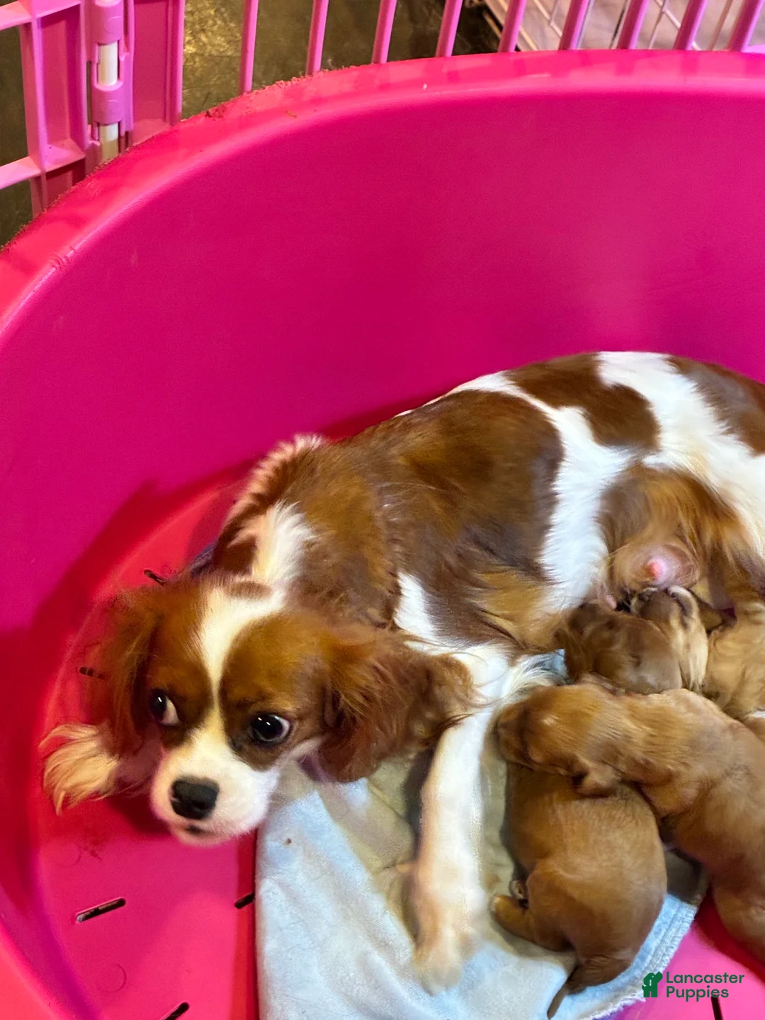 Cavachon dogs for sale: Cavachon 2 - Ad 1