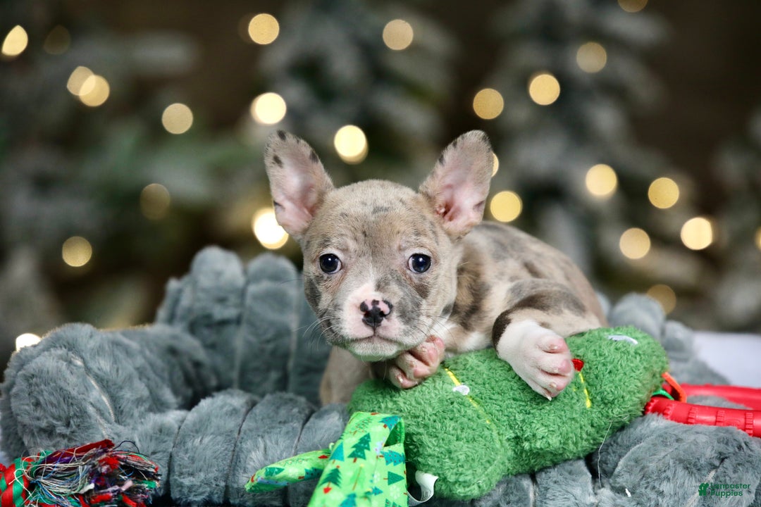 Frenchton dogs for sale: Jellybean - Ad 10