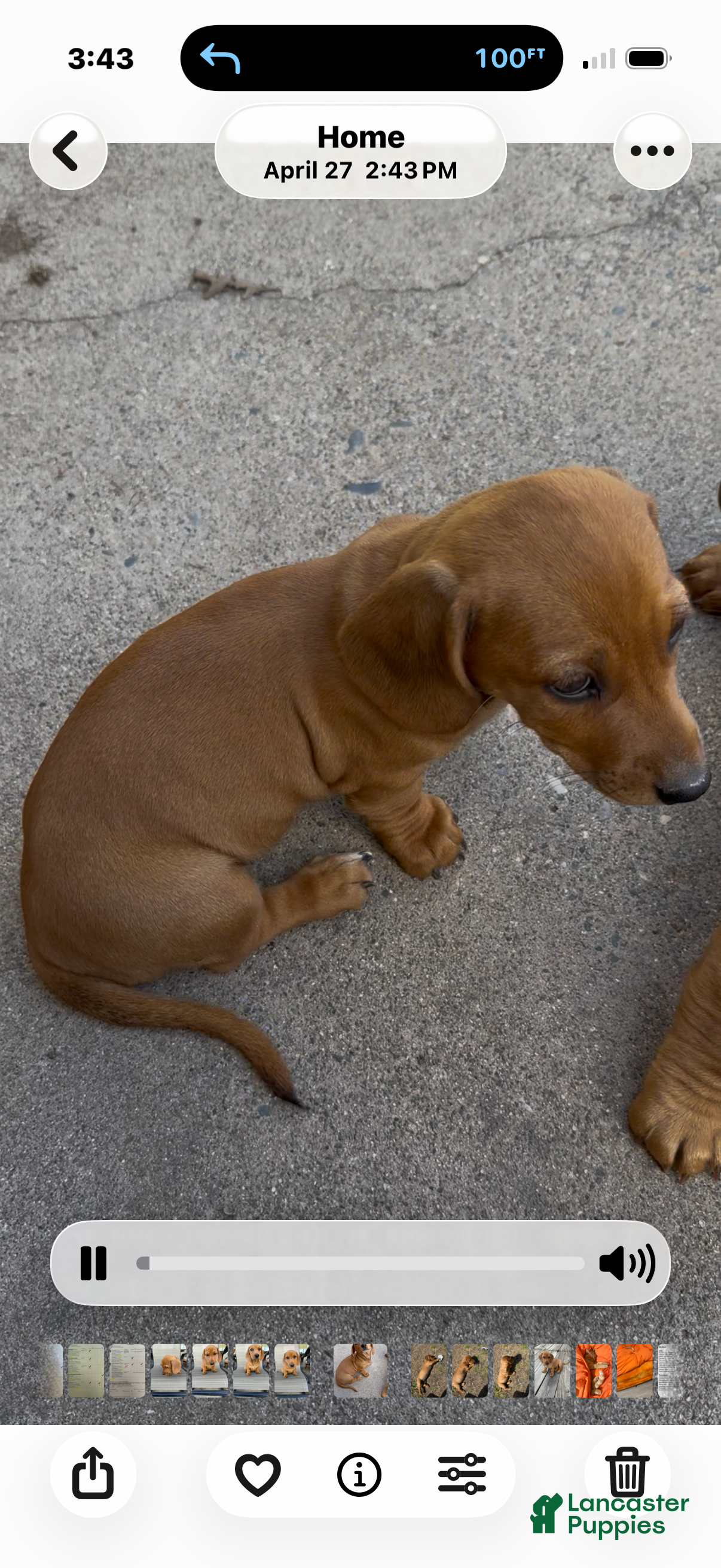 Dachshund dogs Dachshund Puppy 2 - Ad 3