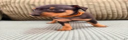 Miniature Pinscher dogs for sale: Lucy - Ad 7