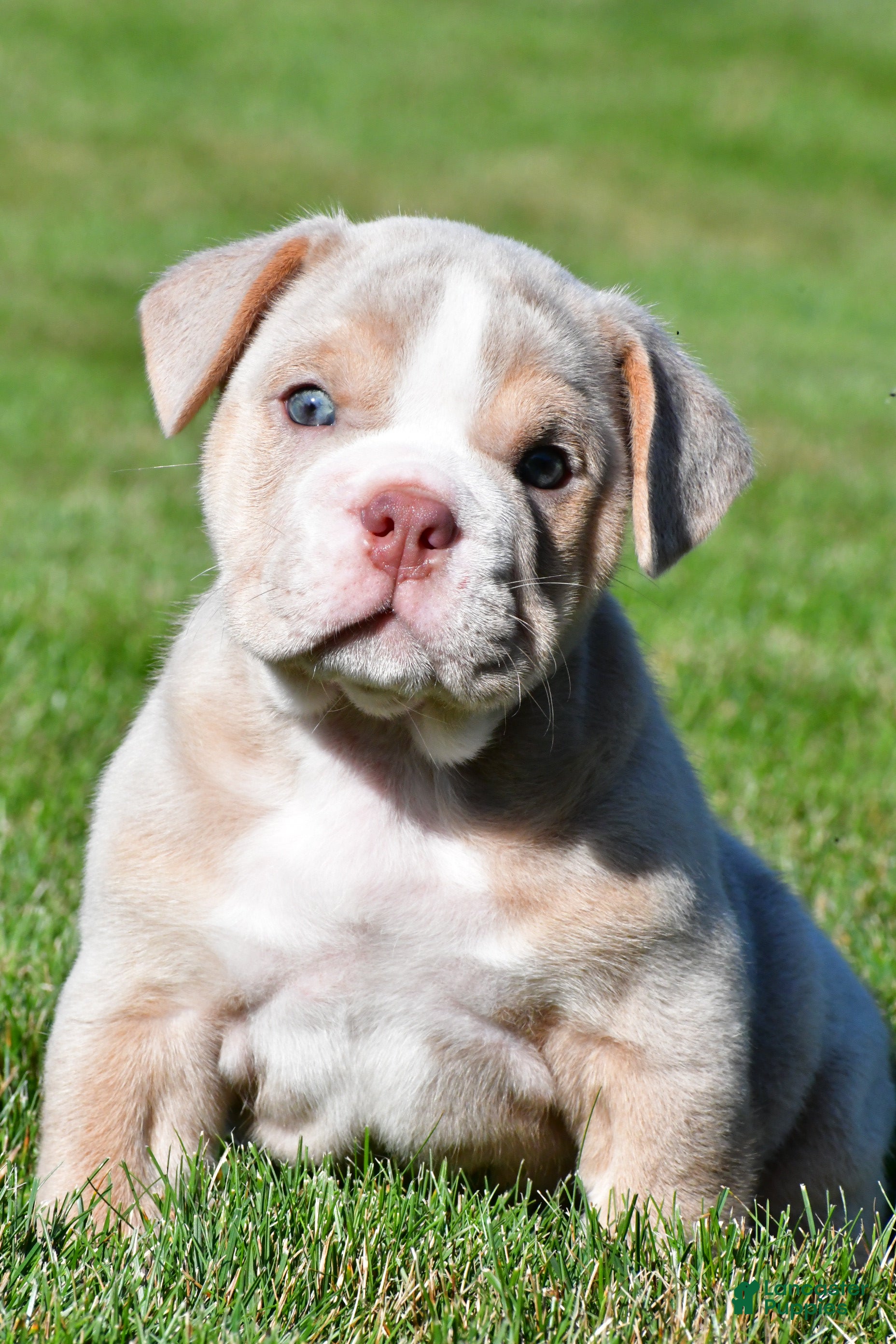 Beabull dogs Lakota - Ad 1