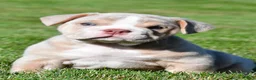 Beabull dogs for sale: Lakota - Ad 1