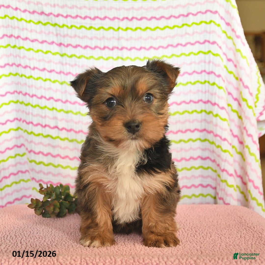 Yorkshire Terrier dogs for sale: Charlie  - Ad 4