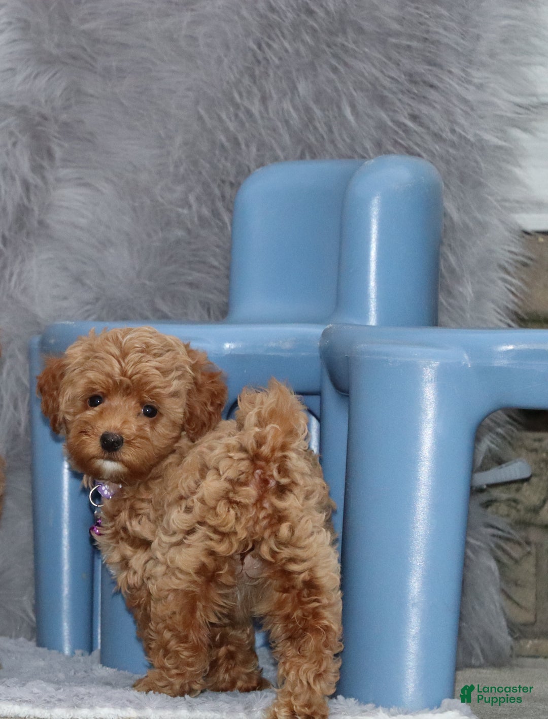 Havapoo dogs for sale: Eva 👨‍👨‍👧‍👦💞🐕 - Ad 8