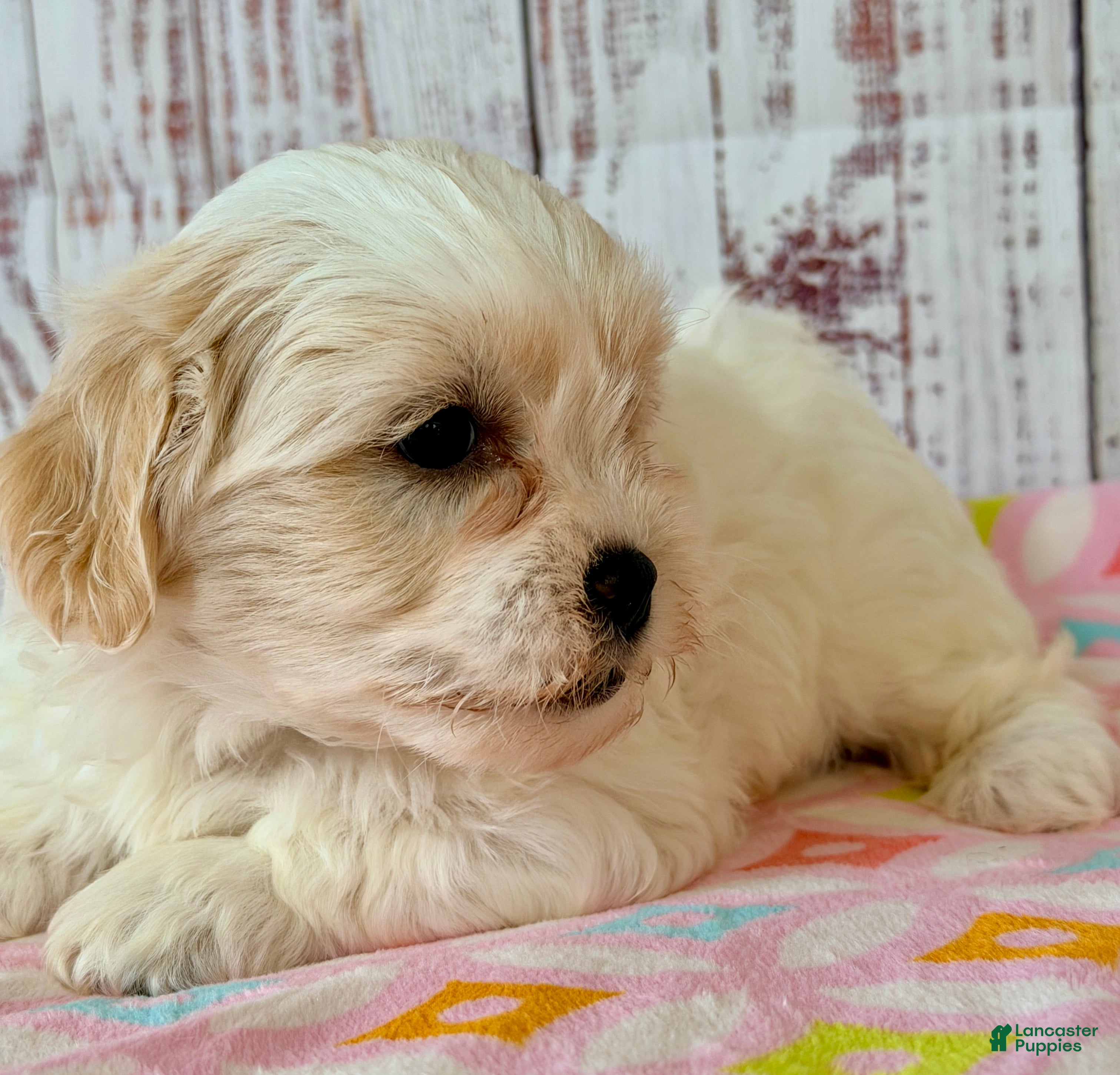 Teddy Bear dogs Tender heart Bear - Ad 2